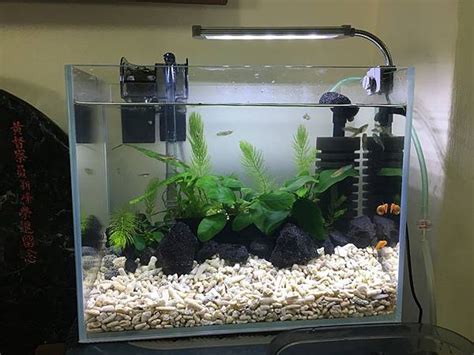 只養一隻魚|養魚新手入門：水族箱設缸完全教學！